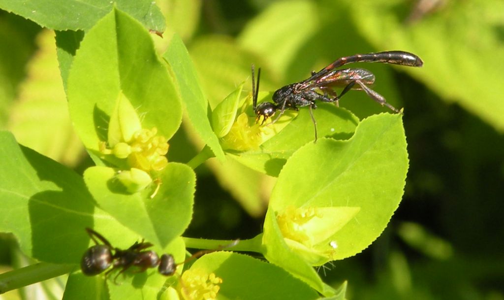 Gasteruption padani: G. cf. minutum e G. sp., maschi